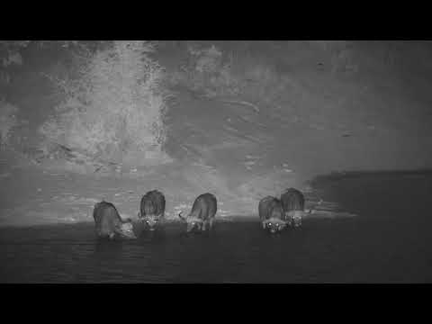 Djuma: Small group of Buffalo get a night time drink at the dam - 18:15 - 09/15/20