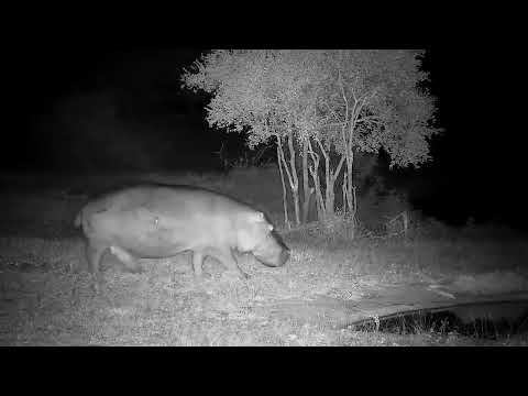 Djuma: Hippo grazing his way back to the dam - 05:28 - 05/29/2022