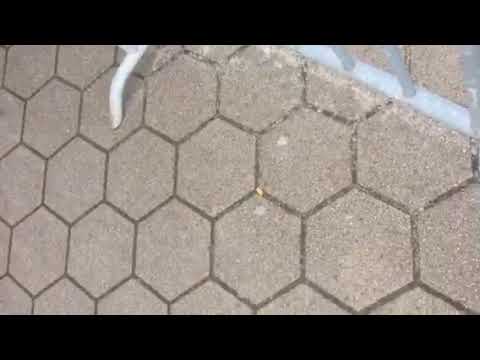 Bomen verplaatsen bij Makado Schagen