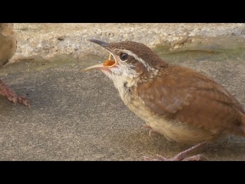 羽のような小さな歌手を庭に呼び寄せたいが、春に鳥に餌をやる方法を知る必要がある  庭園