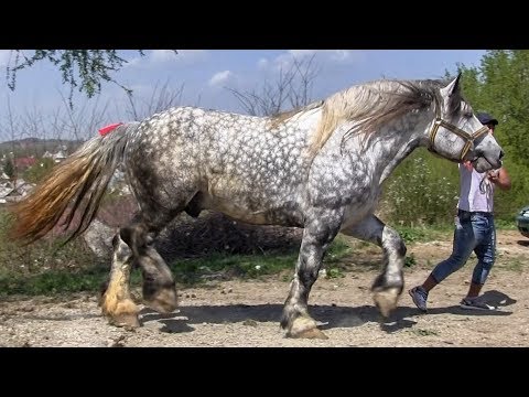 Armasar sur de vanzare 2019 din Suceava