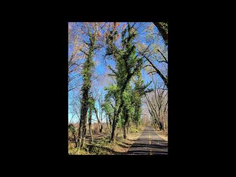 Vines Choke the Word Sown in the Heart