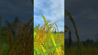 Download lagu Lagu Jambi, Nasib Kalo Hidup Susah mp3