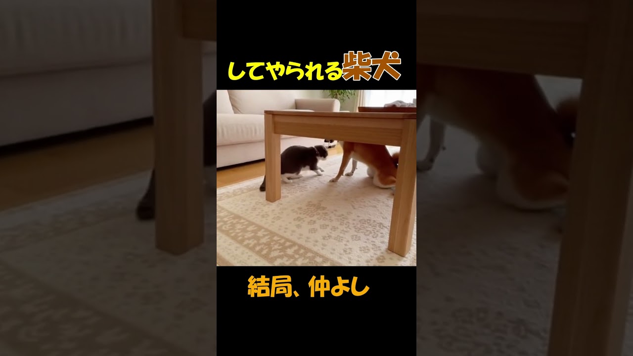 してやられる柴犬#11