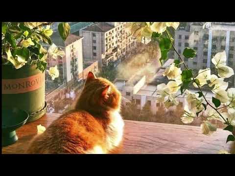 Yovie Nuno - sampai akhir waktu // (speed up)