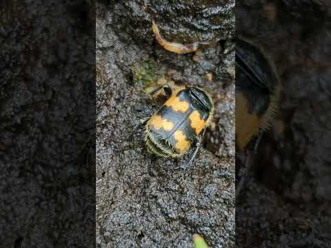 A very smart Burying Beetle investigating some dung