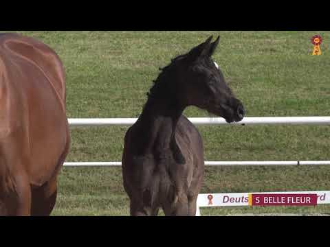 05 BELLE FLEUR - SF v. Bohemian - Don Henrico - Riedlinger Fohlenauktion 2020