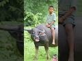 Gay Wala Cartoon Video Song Gay Wala Cartoon Video Gana
