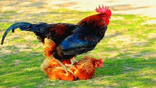 Rooster and Hen Mating 🐓 || Hen Mating