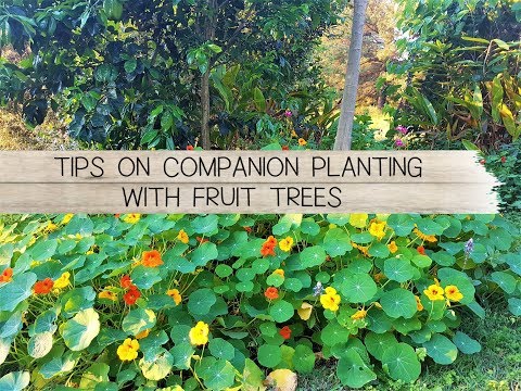 Tips on Companion Planting with Fruit Trees - The Micro Gardener