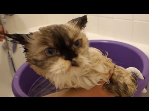 The Right Way To Wash Your Fluffy Cat - YouTube