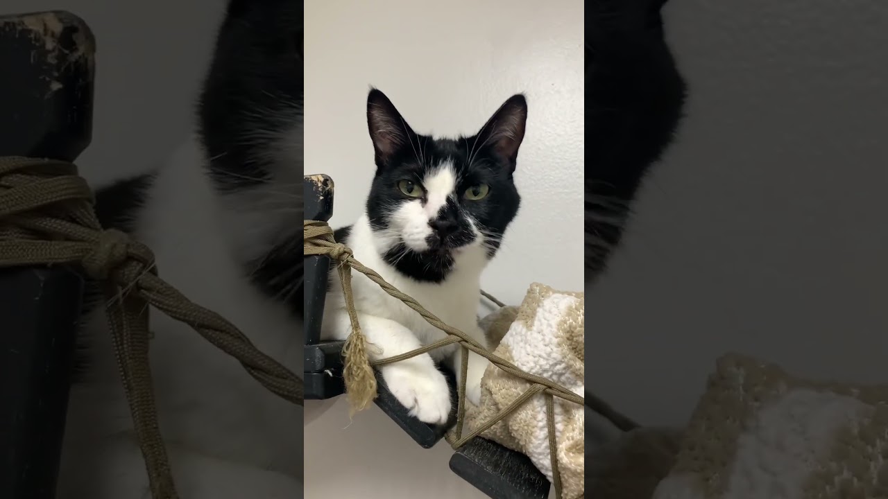 Erica, a Adoptable mixed breed in Los Angeles, CA video 6/6
