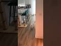 One Thing Donut Doesn T Have Is Volume Control Catsofinstagram Loudcat Scream