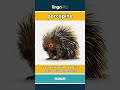 porcupine - a small animal with sharp q... video thumbnail
