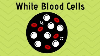 White Blood Cells T-cells and B-cells ( Cells of the immune system )