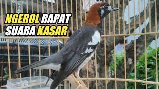 Download lagu SUARA KASAR ANIS KEMBANG NGEROL ISIAN SPEED RAPAT mp3 Download lagu SUARA KASAR ANIS KEMBANG NGEROL ISIAN SPEED RAPAT mp3