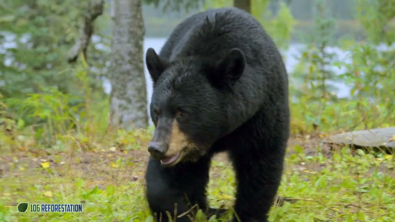 106 Reforest - What We Do