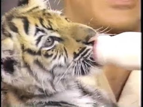 Jack Hanna Collection on Letterman, Part 1 of 11: 1985-1986