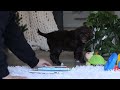 Portuguese Water Dog dogs for sale: Miley - Video 1
