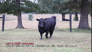 Edgewood Angus Lot 6