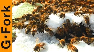 Are My Bees Dead? Winter Bee Check - Beekeeping 101 - GardenFork.TV