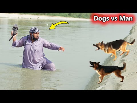 Dogs vs Man Fight Funny || Part 2 || dogs funny video