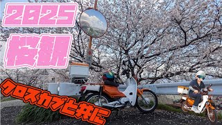 2025 桜観　クロスカブと共に