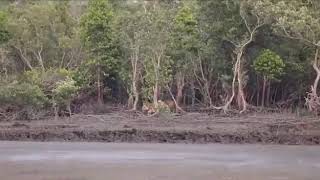 preview picture of video 'Royal Bengal Tiger Spotted Roar in Sundarban National Park 2018'