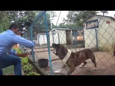 Fila Brasileiro - Temperamento Maya - PADRÃO CAFIB