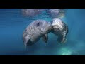 Florida Travel How To Swim With Manatees In Crystal River