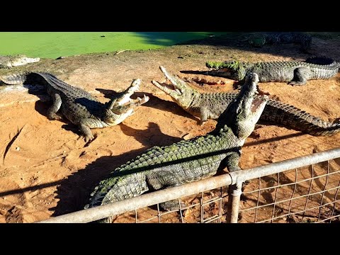CROCODILE FIGHT | CROCODILE GROWL | TERRITORIAL BEHAVIOUR