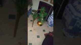 Breaking News U.S.A. is so cheap Charlie Brown Tree made in CHINA two sticks fake branch WTF?