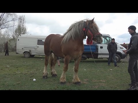 Targul  de cai de la Gilau, Cluj | 7 aprilie 2017