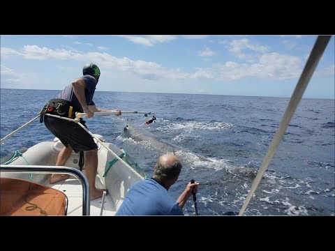 Sperm Whale vs Giant Squid! - Science 3D Mission