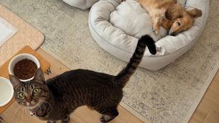【犬と猫のいる暮らし】おやつ後の二度寝タイムが平和すぎた