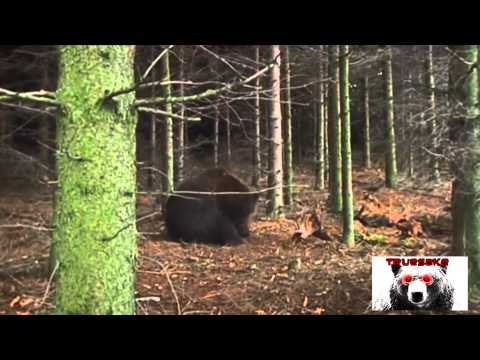 Bärserker (prod. by Samybeats)