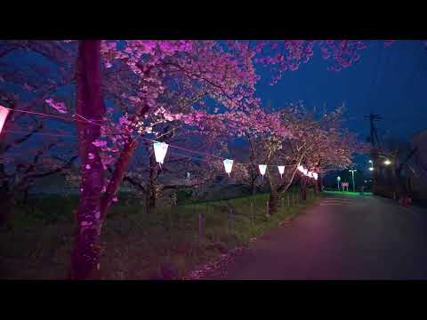 4K・ Saitama Miyashiro night sakura walk・4K HDR