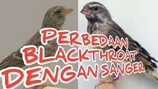 Download lagu AWAS KETIPU, PERBEDAAN BURUNG BLACKTROAT DENGAN SANGER. mp3 Download lagu AWAS KETIPU, PERBEDAAN BURUNG BLACKTROAT DENGAN SANGER. mp3