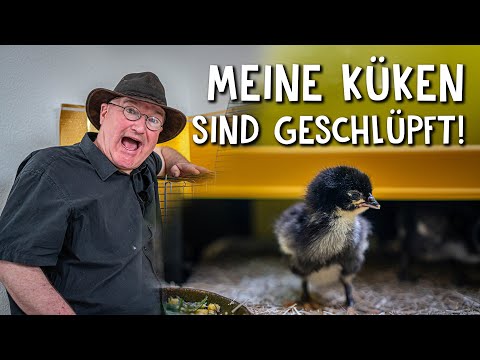 New arrivals in the henhouse! 🐣 - How to care for chicks in their first few days