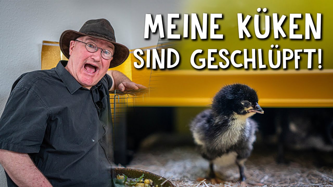 Hühner halten Video 3