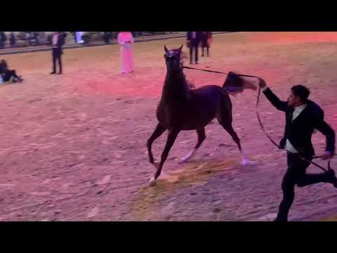 KALUA . NASEEM AL RASHEDIAH x FA KAMARIA  "Straight Egyptian World Championship 2021"