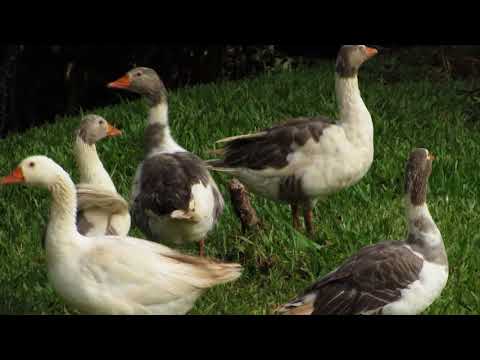 Patos andando juntos