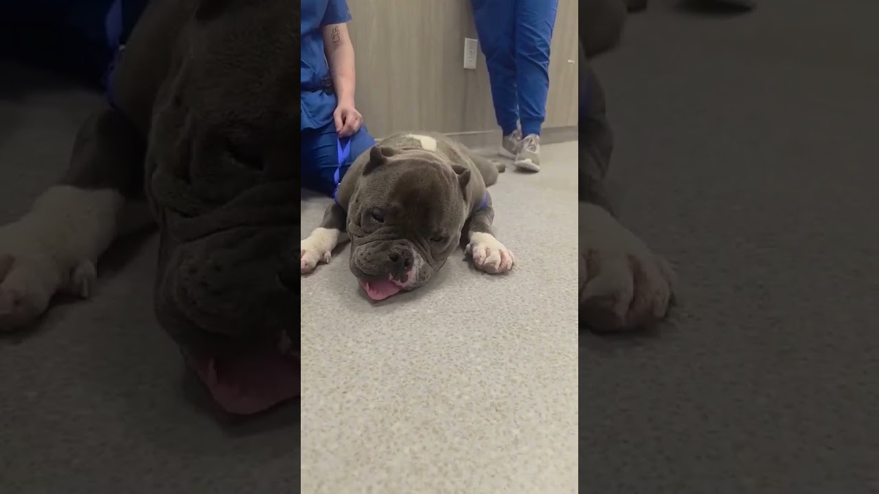 Sumo video
