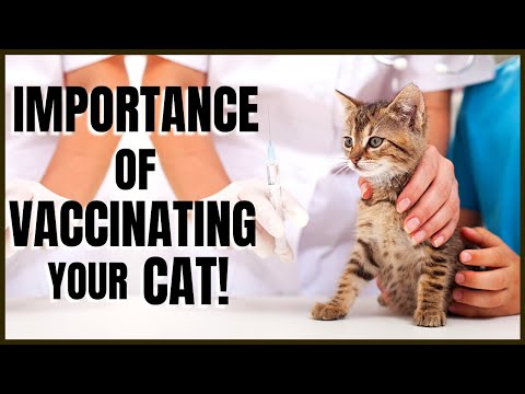 The Importance of Vaccinating your Cat - YouTube