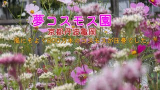 【夢コスモス園】風にそよぐ800万本のコスモスが圧巻の景色！！撮影日25/10/22。#絶景 #flowers #癒し #京都 #風景