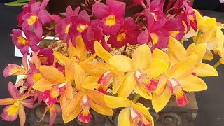 ORCHIDS AS CUT FLOWER EXHIBIT by members of GCOA SHOW 2026. AMAZING!