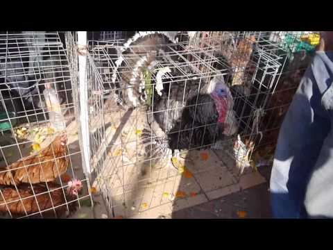 メキシコの動物 - 14. シャラル デ アルチチカ