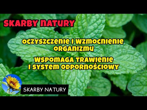 Syrop zdrowotny z mięty na kaszel, oczyszczenie i wzmocnienie organizmu.