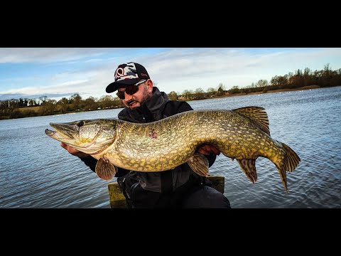 Yolo Swim Shad- PB Pike UK