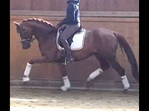 SOLD 2013 top Hanoverian dressage stallion ! 16.2 hh www.sporthorses-online.com